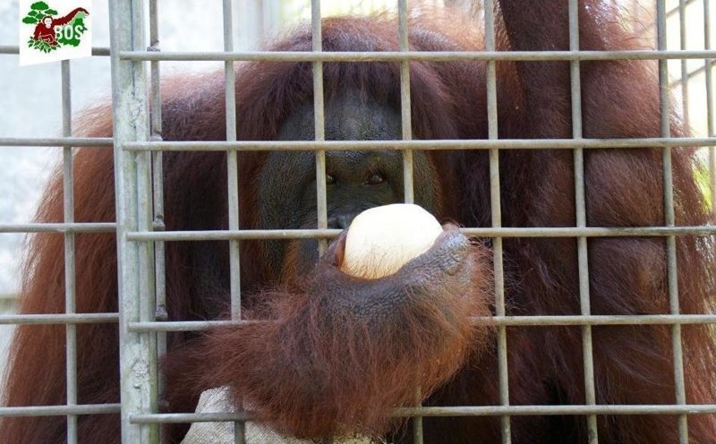 Самка орангутана, спасенная из борделя, научилась вновь доверять людям