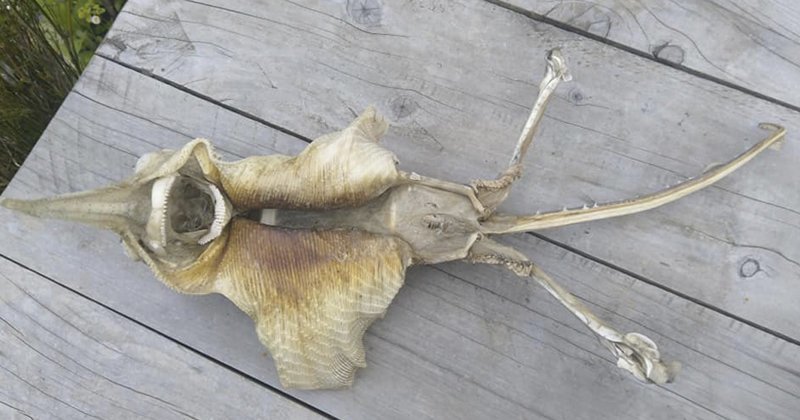 В Новой Зеландии нашли страшный морской скелет