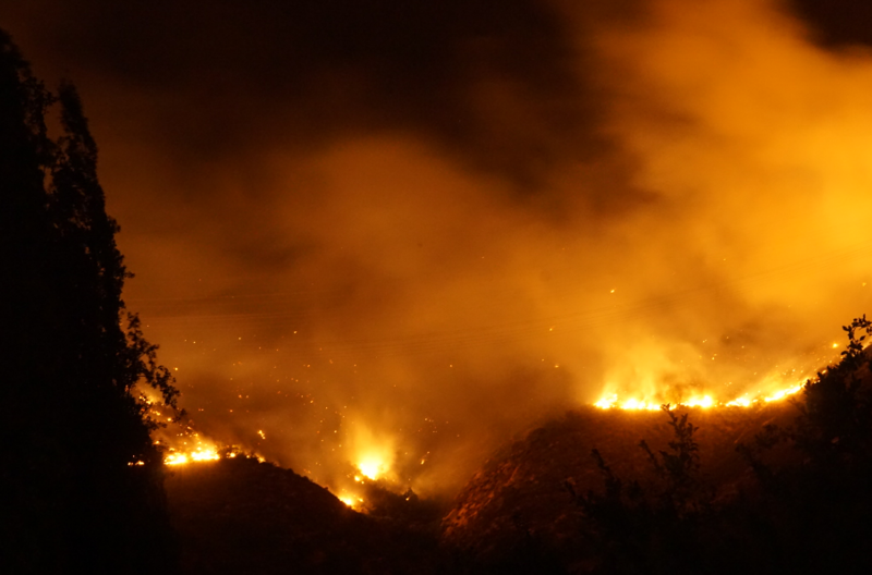 Сгоревшие леса в Чили восстанавливают три четвероногих спасателя