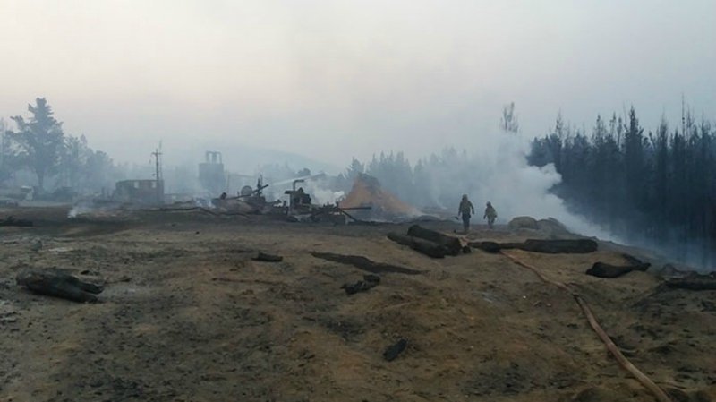 Сгоревшие леса в Чили восстанавливают три четвероногих спасателя