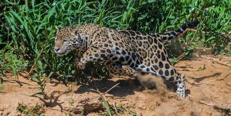 Невероятный прыжок спас капибару из когтей ягуара