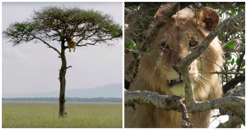 Любопытный лев залез на дерево и долго не мог слезть обратно из-за своей трусости