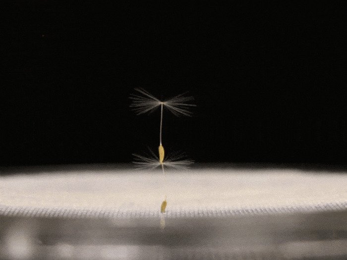 Принято считать, что механизм полета семени одуванчика схож с парашютным: сопротивление воздуха в волосках, из которых состоит «зонтик», или паппус, замедляет свободное падение