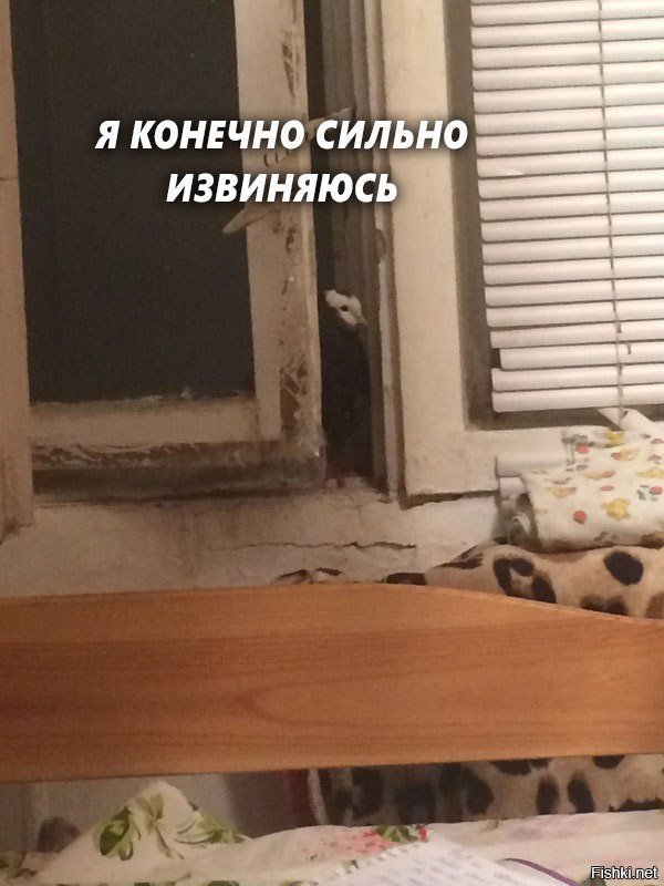 Прошу прощения. Признать свою ошибку цитаты. Высказывания о прощении мудрые. Сильный просит прощения цитаты. Я тебя люблю мем.