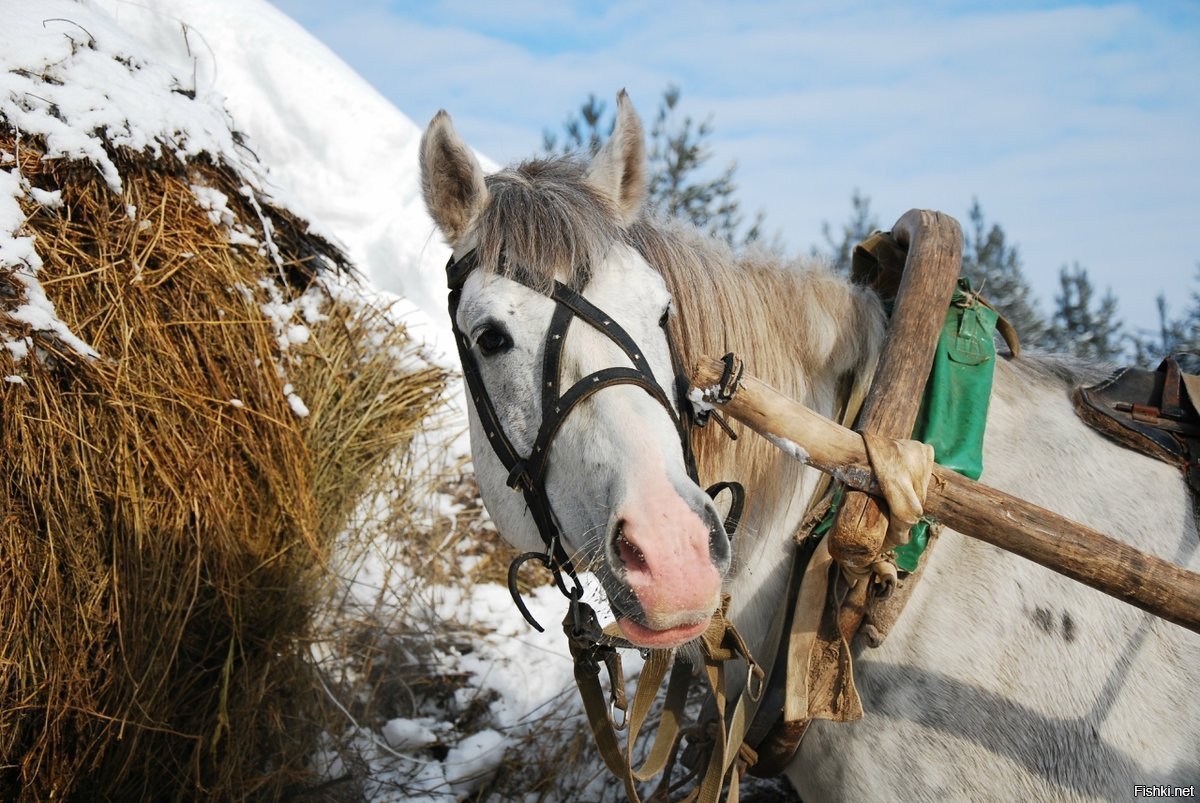 Лошадь сено в день. Лошади в деревне. Лошади в деревне зимой. Лошади в снегу. Дровни для лошади.