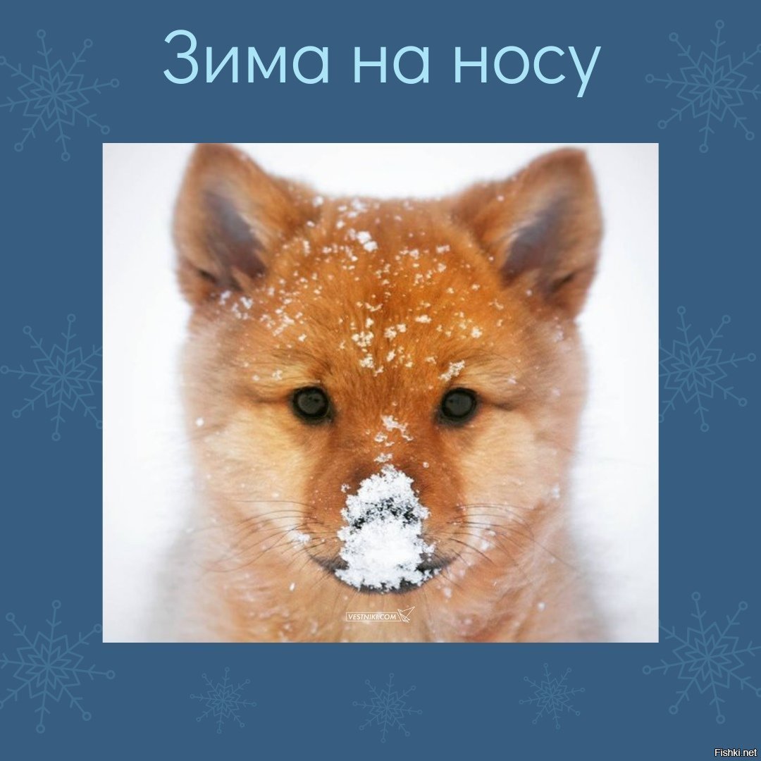 Новый Год На Носу Картинки С Надписями