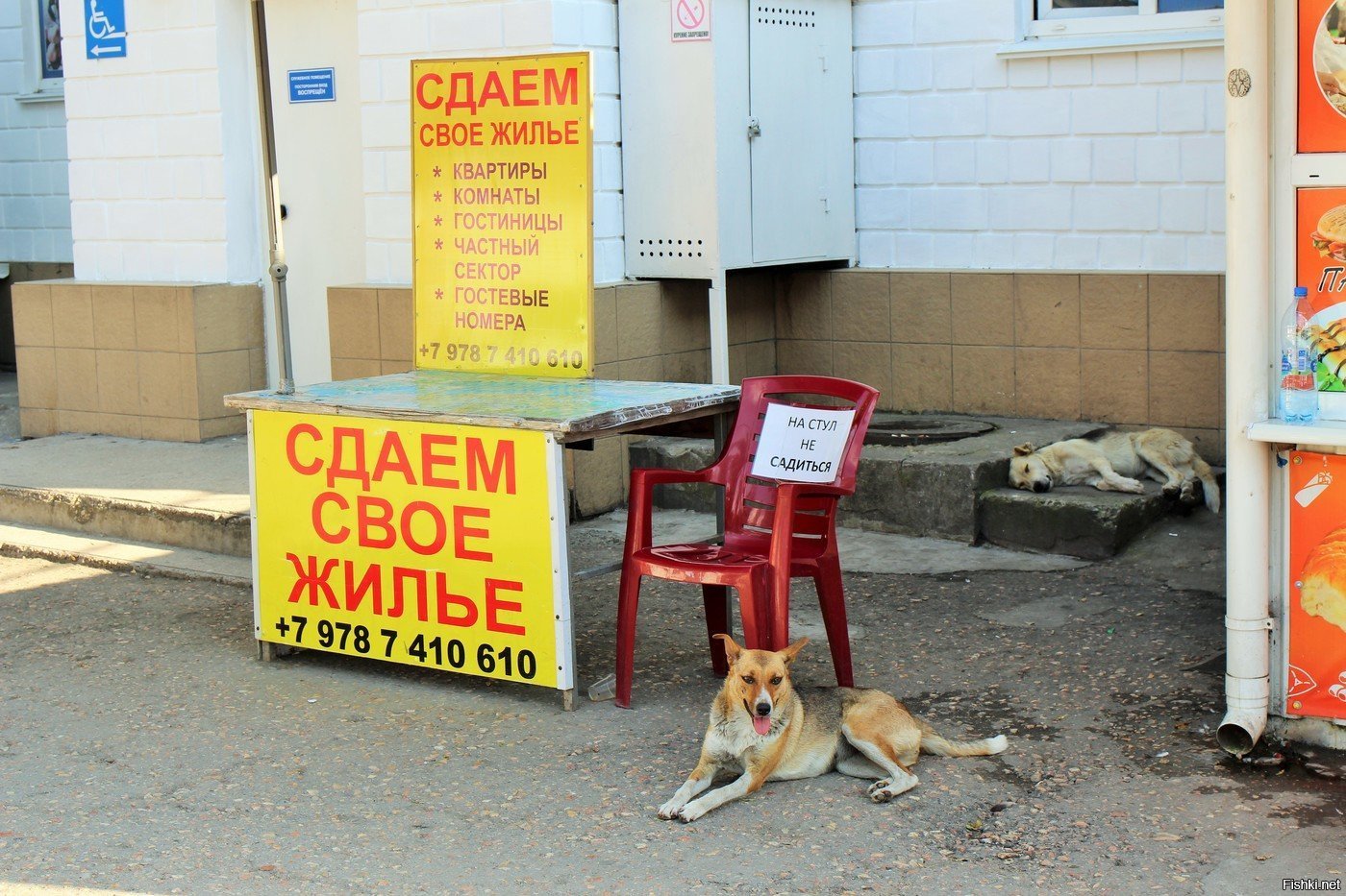 Сдает или здает. Реклама сдам номера. Сдаются номера табличка. Сдается реклама от. Что сдавать на рекламу.