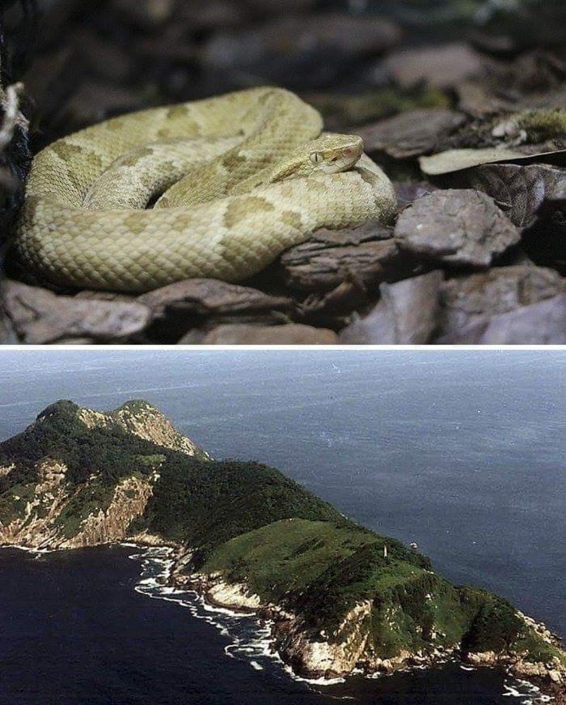 Кеймада гранди змеиный остров