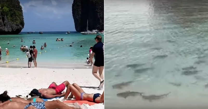 Тайланд нападение. Акулы на Пхи Пхи. Таиланд пляж ди Каприо. Рифовая акула Тайланд.