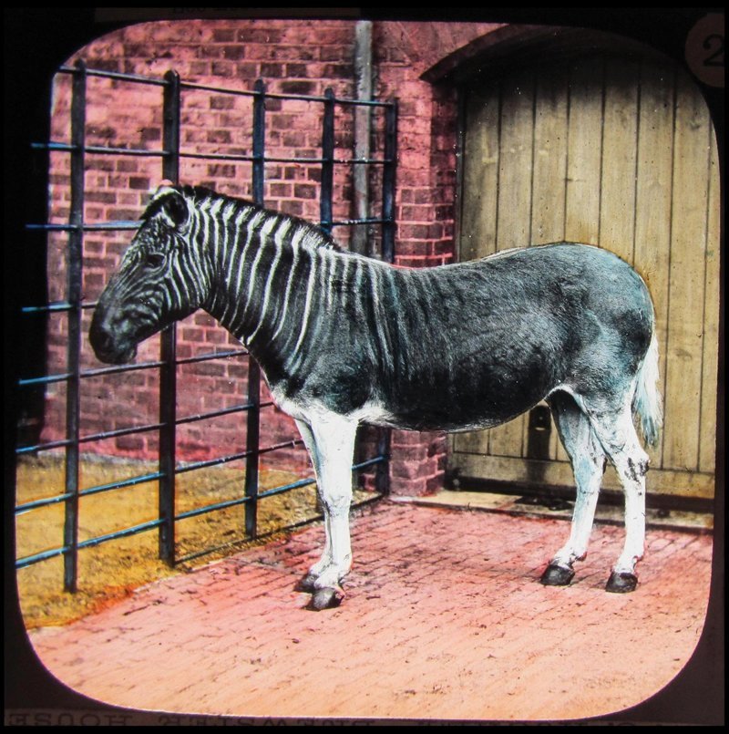 Удивительные цветные фотографии первых животных, содержащихся в лондонском зоопарке