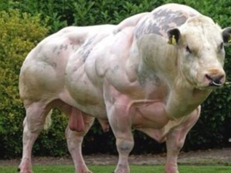 Бельгийская голубая порода быков, ее еще называют двумускульной, отличается мутацией