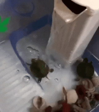 Даже черепашки ходят в аквапарк