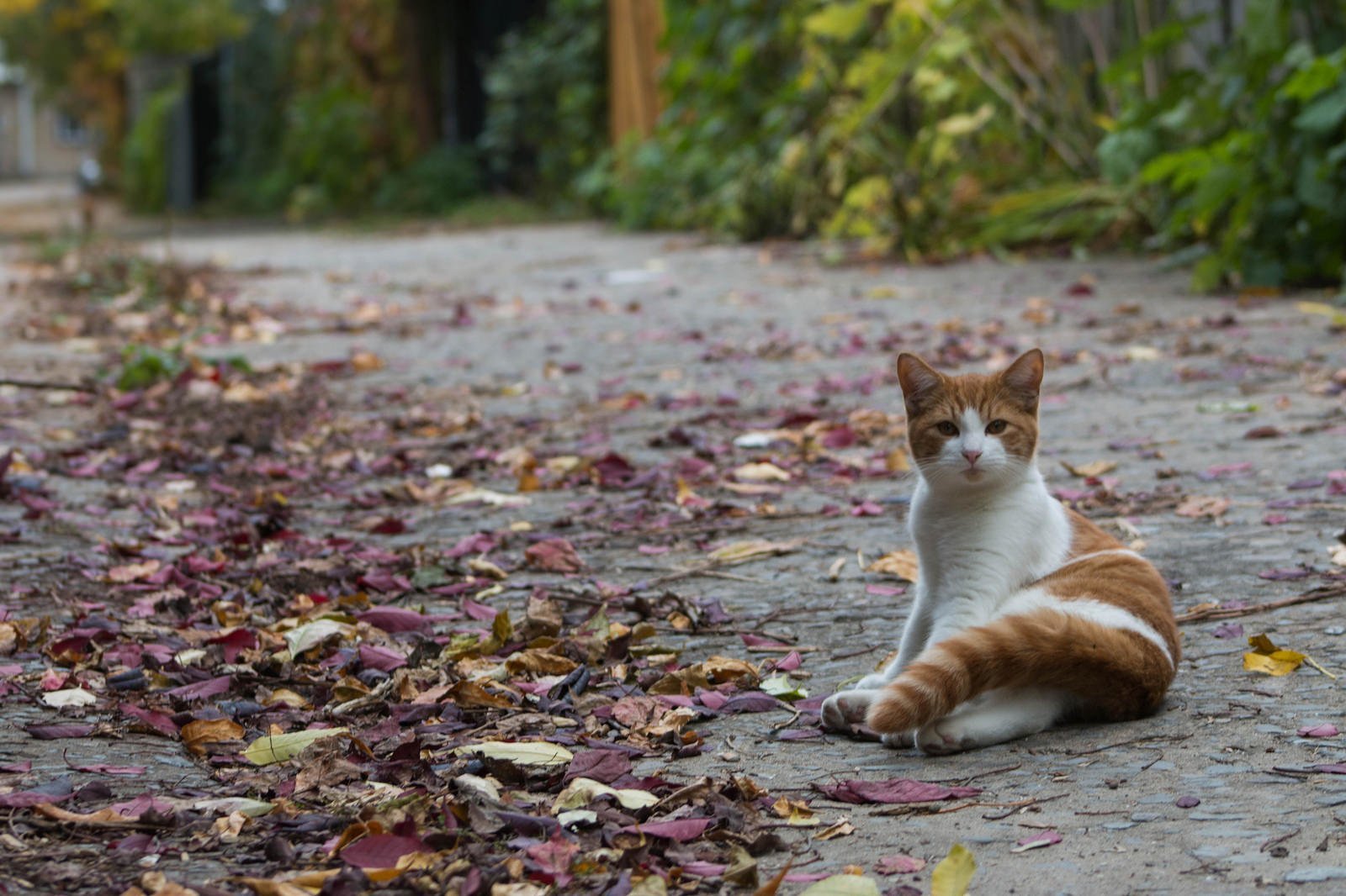 Подобрала кошку улицы. Уличный кот. Уличная кошка. Котенок на улице. Кошки на улице фото.