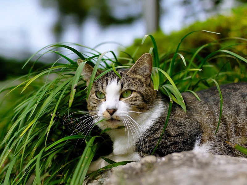 В Финляндии кот пережил атаку робота-газонокосилки