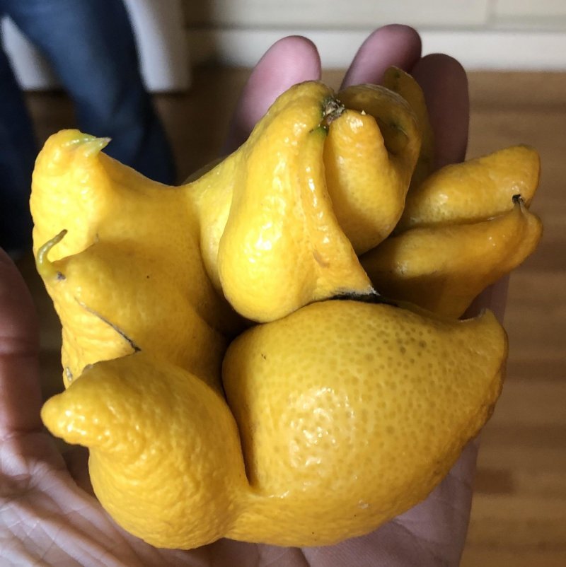 Лимон-мутант