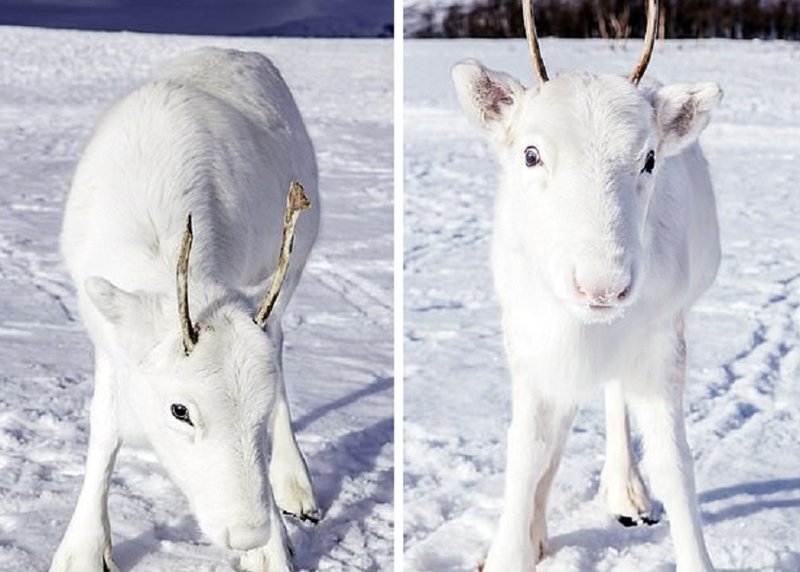 Норвежский фотограф встретил редкого олененка, который еще и согласился позировать