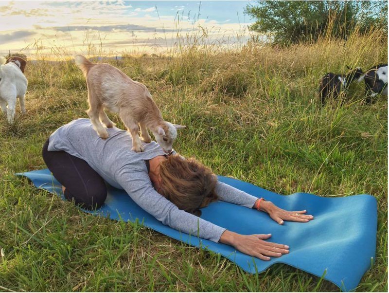 "Козью йогу" придумала американка Лэйни Морс для избавления от стресса (на фото: занятие на ферме Лэйни No Regrets в долине Уилламетт, Орегон)