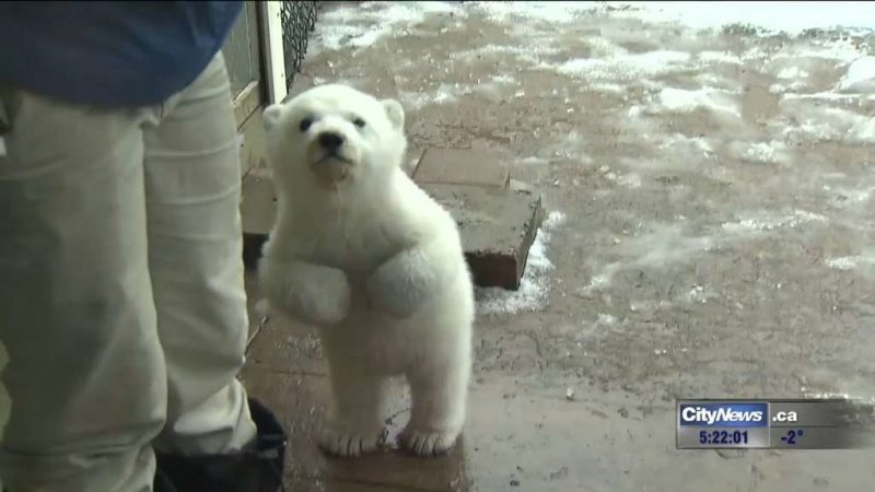 Медвежонок из зоопарка Торонто