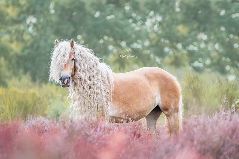 Эту красавицу зовут Шторм, она лошадь породы хафлингер