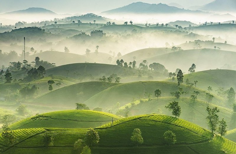 Фотограф Нгуен Фук Тхань говорит, что Лонг Кок - самая красивая чайная гора во Вьетнаме с холмами "в форме перевернутых чаш".