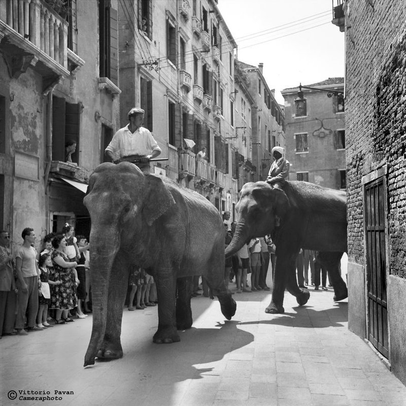 Слоны в центре города