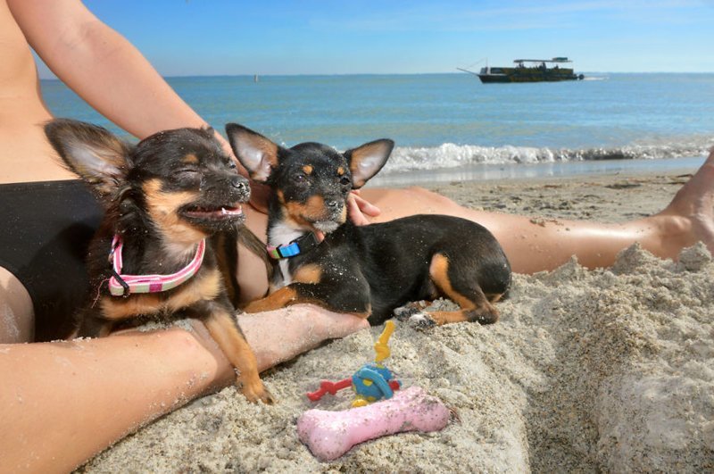 Мурми и Дейзи на пляжах Санкт-Петербурга