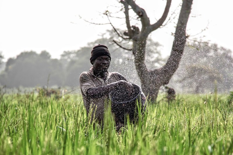Фермер на рисовом поле в северной Гане.