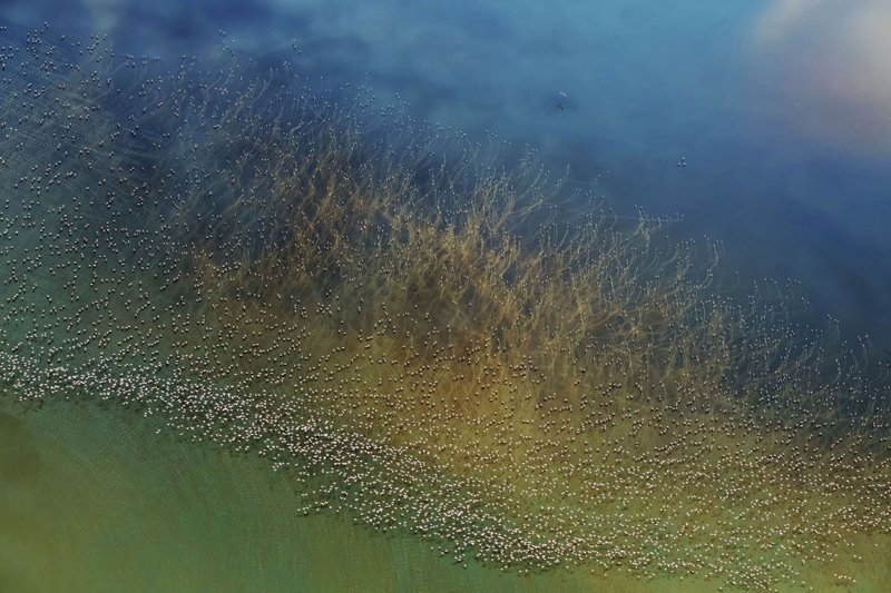 Тысячи фламинго над озером Натрон в Танзании