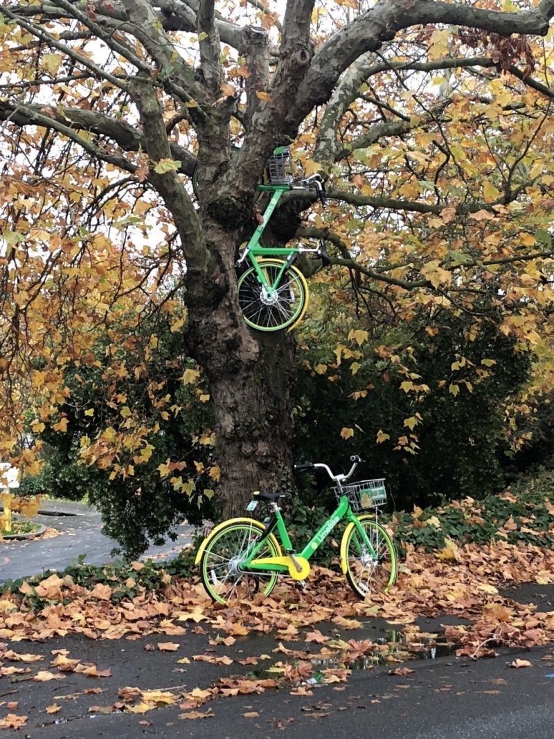 Просто велосипед на дереве