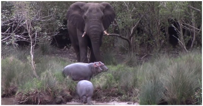 Молодые бегемоты не смогли поделить дорогу со слоном