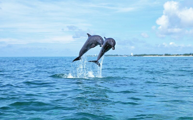 Любопытный эксперимент: дельфинам показали Губку Боба, и им понравилось!