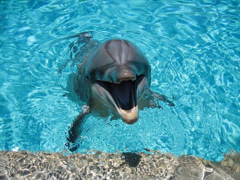 Любопытный эксперимент: дельфинам показали Губку Боба, и им понравилось!
