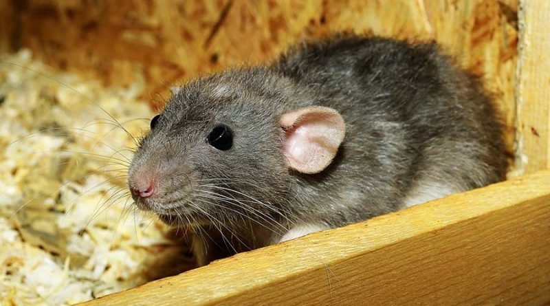 Ученые научились читать мысли крыс и предсказывать, куда они пойдут дальше