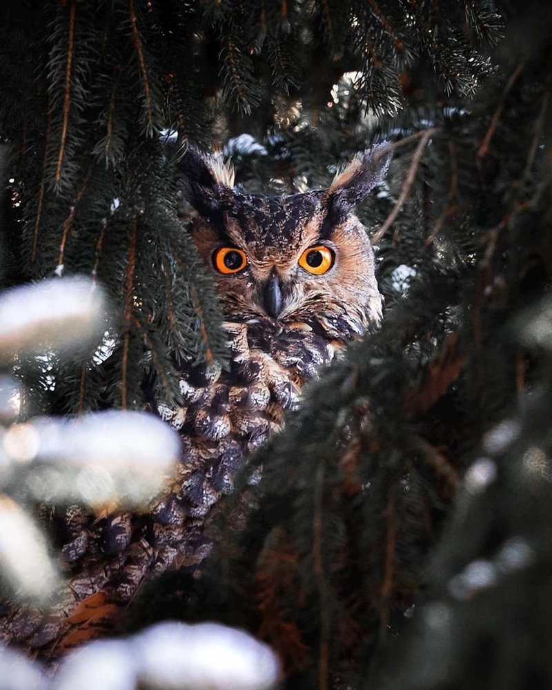 Фотограф показывает, насколько свободно чувствуют себя животные в диких лесах Финляндии