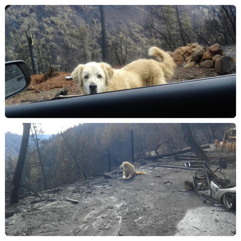 Пес почти месяц ждал своих хозяев у руин сгоревшего дома в Калифорнии