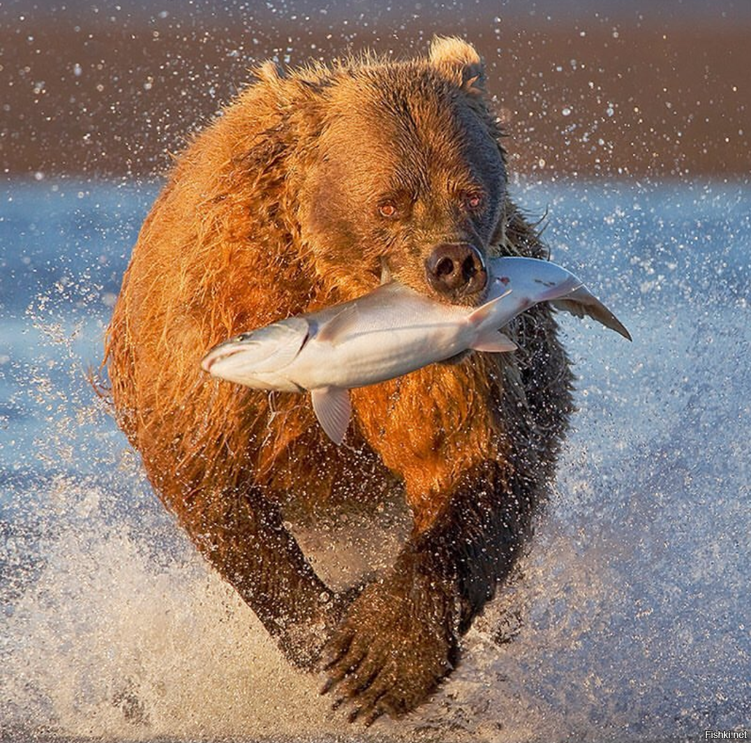медведь ест рыбу фото