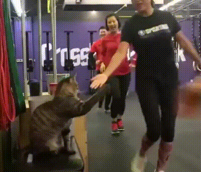 Кошачьи гифки