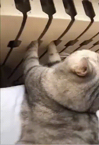 Кошачьи гифки