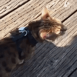 Кошачьи гифки