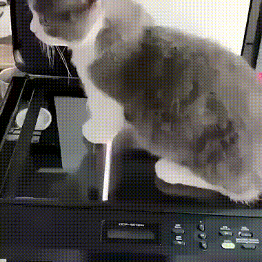 Кошачьи гифки