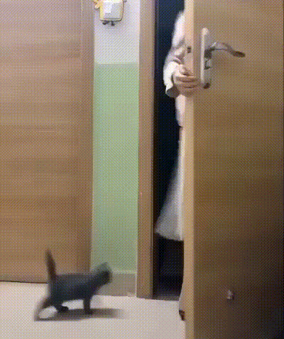 Откройте дверь прикол. Гифки дверь. Прикольные гиф. Кот открывает дверь. Кот на дверях гиф.