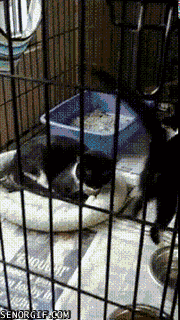 Кошачьи гифки