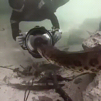 Подводная съемка анаконды