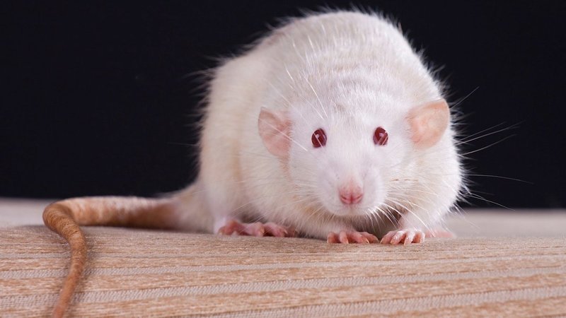 Серая крыса и интересные факты о ней