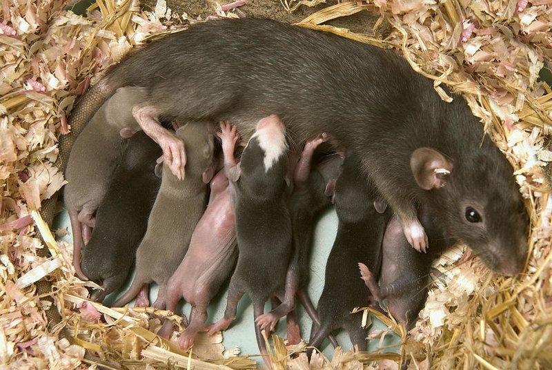 Интересные факты о крысах — Музей фактов