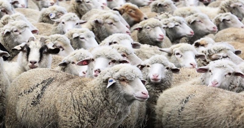 250 овец без документов из Ростова не пустили в Дагестан