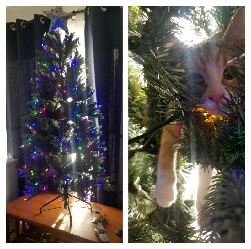 Кот на праздничном дереве