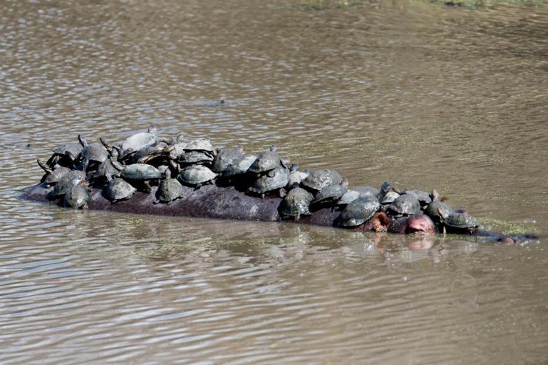 Маленькие пресноводные черепахи на спине большого гиппопотама в Южной Африке