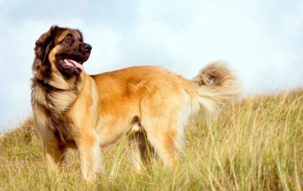Самая большая и самая маленькая порода собак в мире