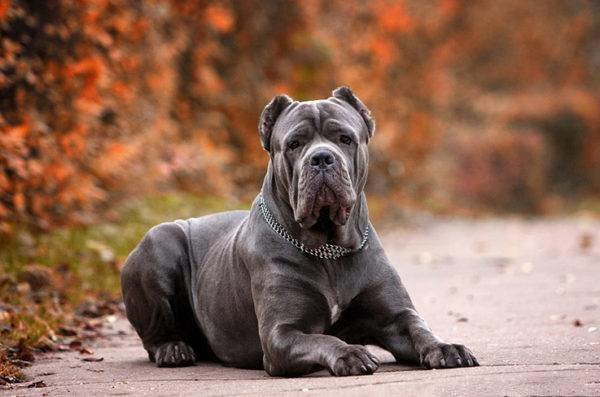 Самая большая и самая маленькая порода собак в мире